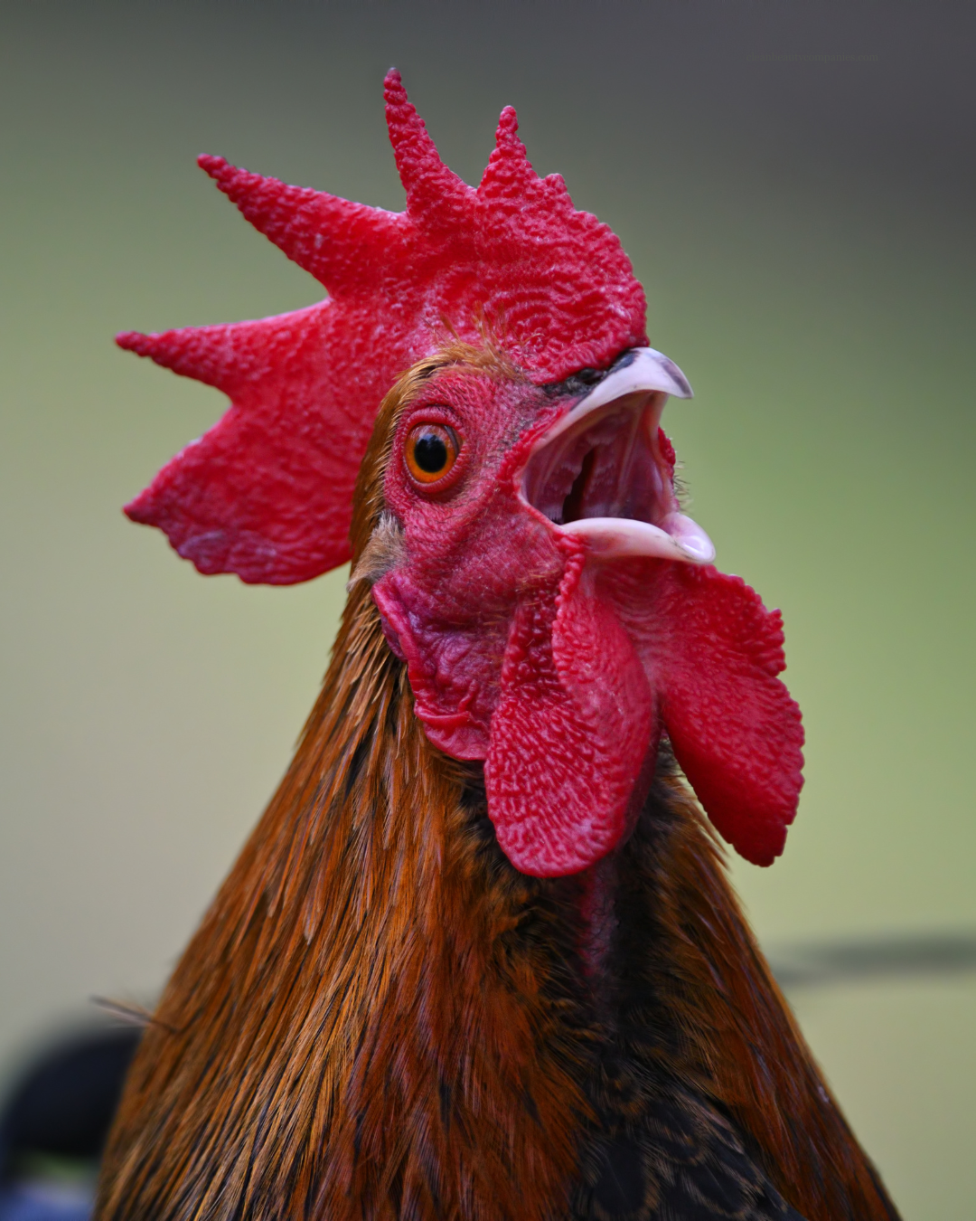 Vegan Hyaluronic Acid