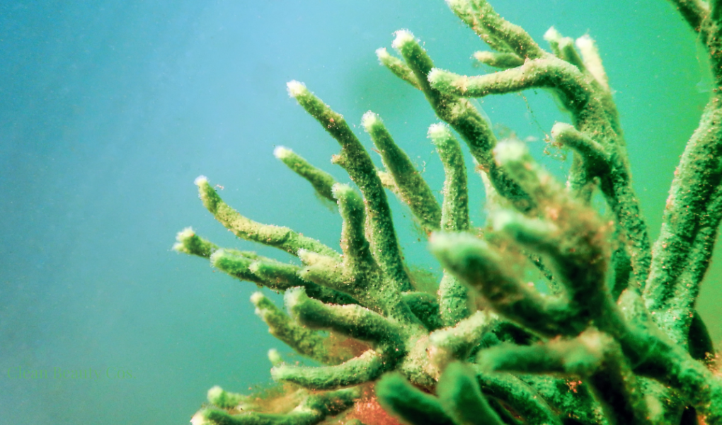 Freshwater sponge Spongilla lacustris underwater, the biological source of skincare spicules.