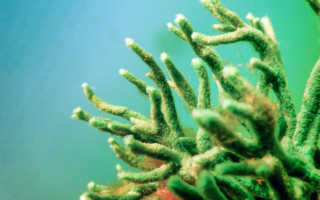 Freshwater sponge Spongilla lacustris underwater, the biological source of skincare spicules.