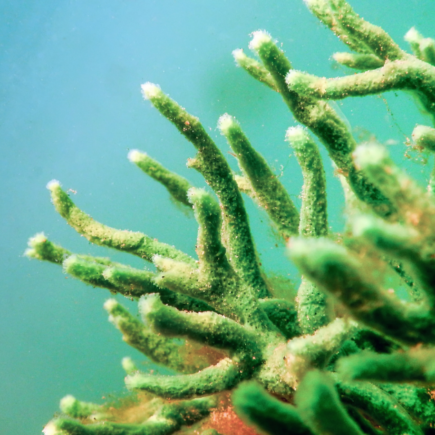 Freshwater sponge Spongilla lacustris underwater, the biological source of skincare spicules.