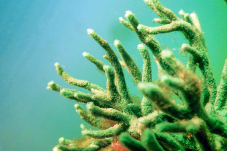 Freshwater sponge Spongilla lacustris underwater, the biological source of skincare spicules.