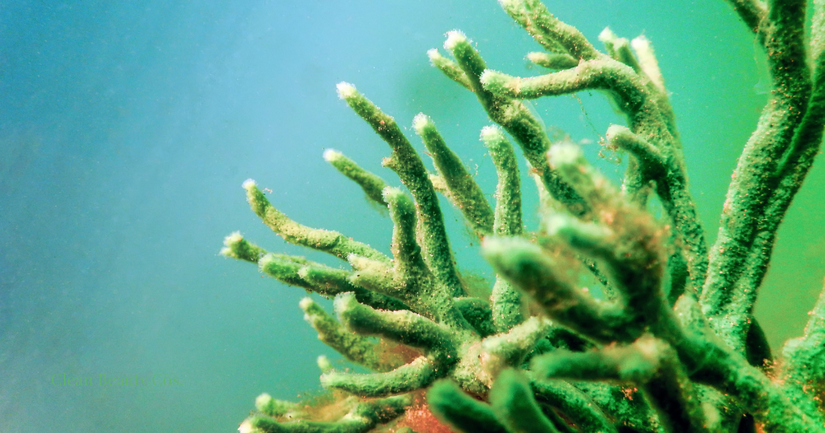 Freshwater sponge Spongilla lacustris underwater, the biological source of skincare spicules.