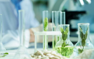 Minimalist laboratory beakers with submerged botanical leaves, representing the beauty industry's shift toward biotech innovation and UN SDG compliance.