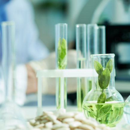 Minimalist laboratory beakers with submerged botanical leaves, representing the beauty industry's shift toward biotech innovation and UN SDG compliance.